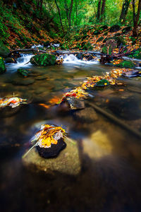 Plants and rocks in river