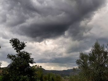 Low angle view of trees against storm clouds