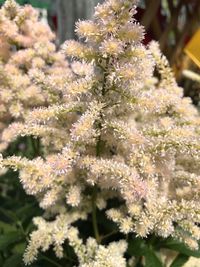 Close-up of fresh flowers on branch