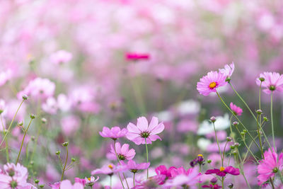 Close-up of white flowering plants on field