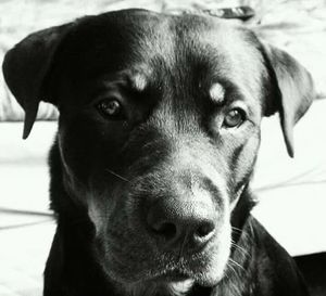 Close-up portrait of dog