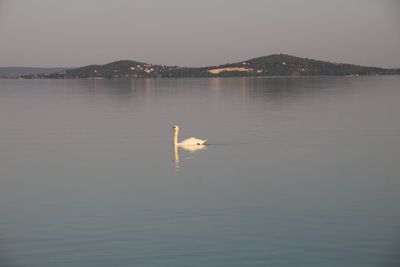 Bird swimming in sea