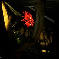 Close-up of red leaves