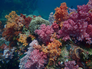 View of fish swimming in sea