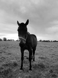 Horse standing on field