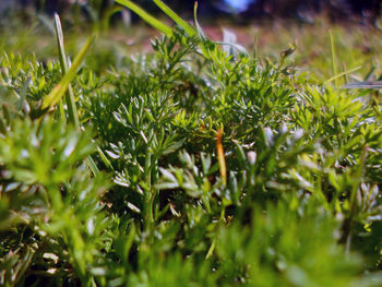 Close-up of plants growing on field