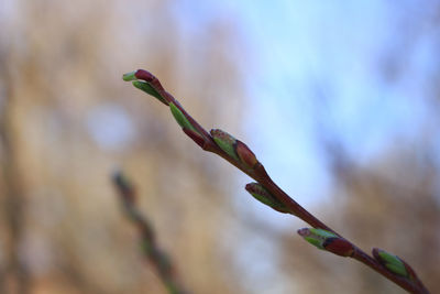 Close-up of buds on plant