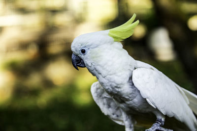 Close-up of cockatoo perching outdoors