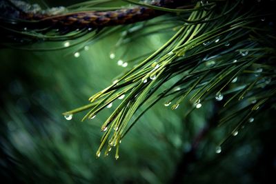 Close-up of wet tree