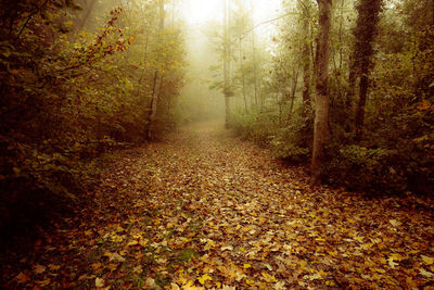 Footpath amidst trees in forest during autumn