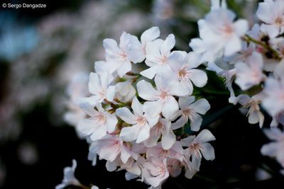 Close-up of white flowers blooming on tree