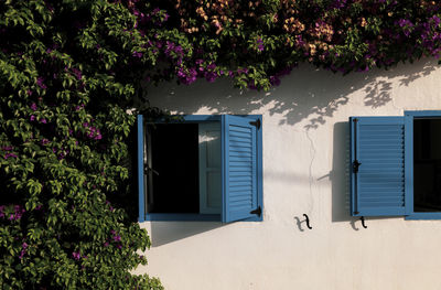 Facade of white building with blue windows and bougainvillea plant