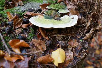 High angle view of mushroom growing on field