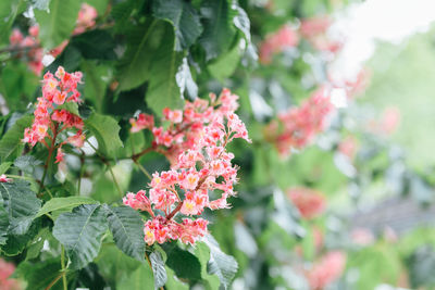 Close-up of fresh white flowers blooming outdoors