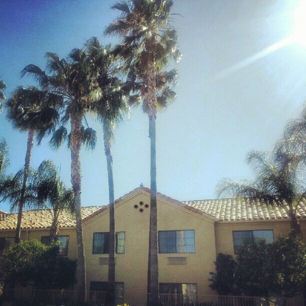 palm tree, building exterior, architecture, tree, built structure, low angle view, sky, blue, sunlight, clear sky, growth, house, residential building, no people, outdoors, day, residential structure, tall - high, tree trunk, nature