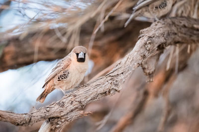 Close-up of bird perching on branch