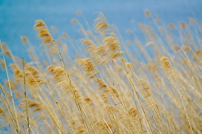 Close-up of wheat growing on field against sky