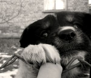 Close-up portrait of dog