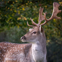 Close-up of deer