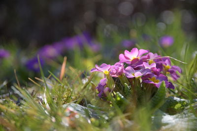 Close-up of purple crocus flowers on field