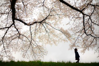 Low angle view of cherry blossoms on field against sky