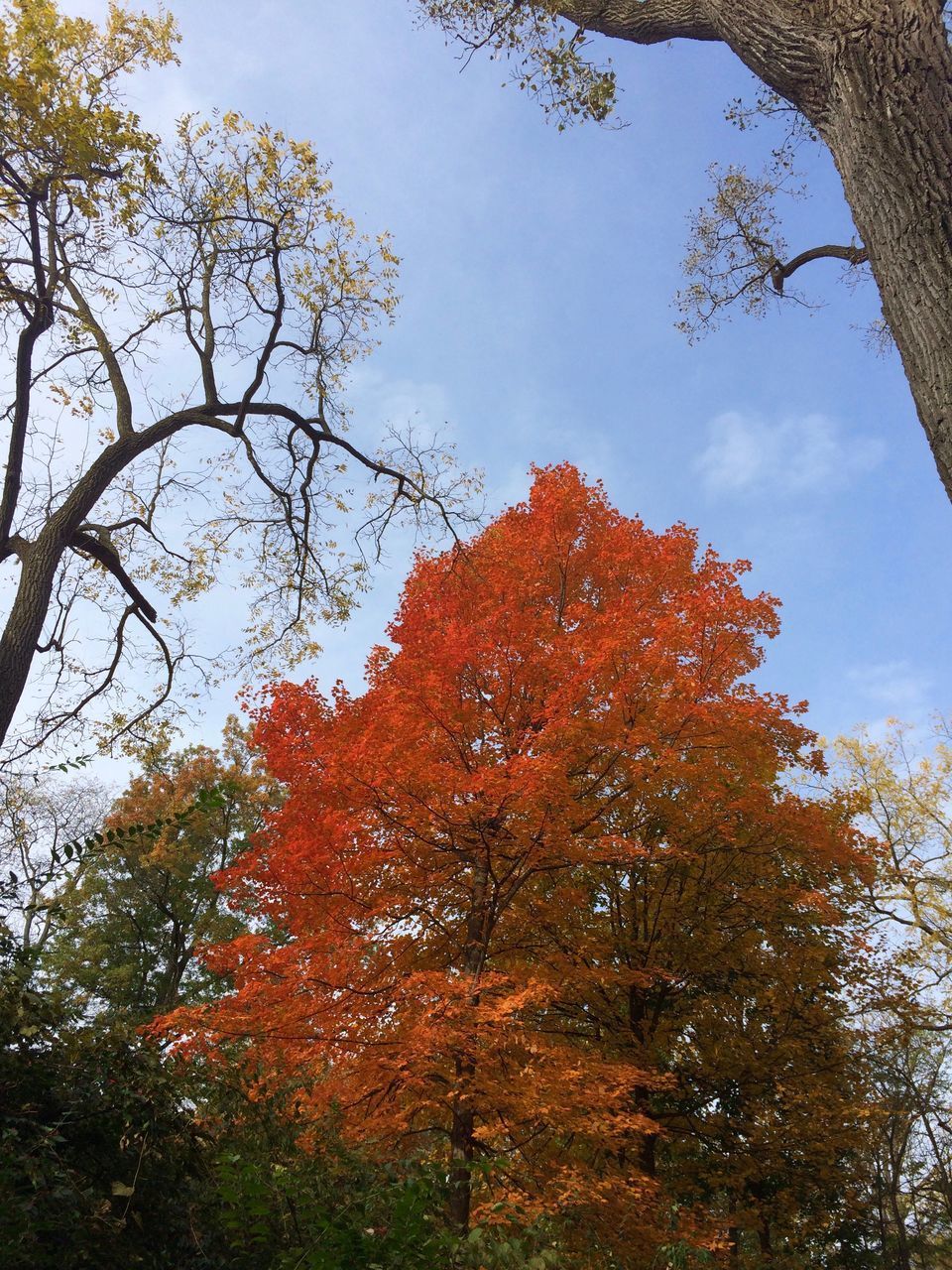 LOW ANGLE VIEW OF TREES AGAINST SKY