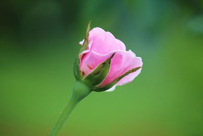 Close-up of pink rose