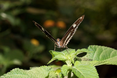 Close-up of butterfly on leaf