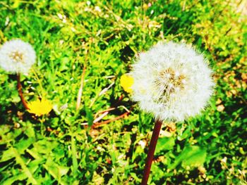 Close-up of white dandelion blooming in field