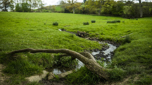 Scenic view of farm
