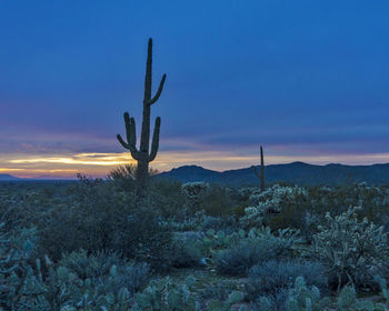 Low angle view of cactus plant on field against cloudy sky at dusk