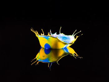 Close-up of jellyfish against black background