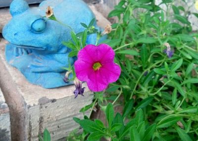 Close-up of passion flower blooming outdoors