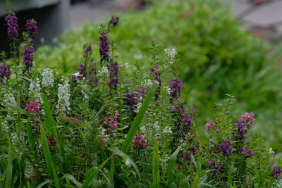 Close-up of purple flowering plants on field