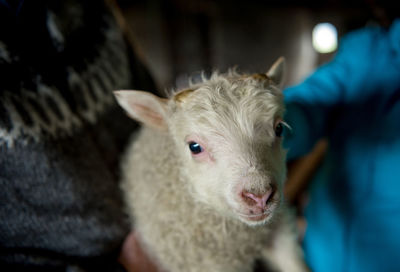 Close-up portrait of goat at home