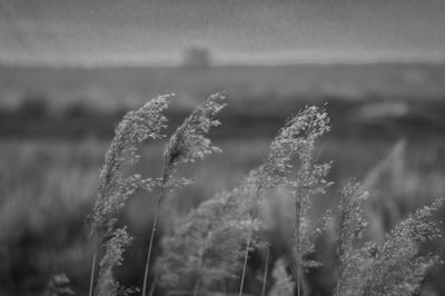 Close-up of plants on field