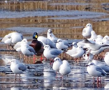 Flock of birds in lake
