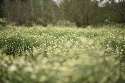 Close-up of flowering plants on land
