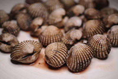 Close-up of cockles