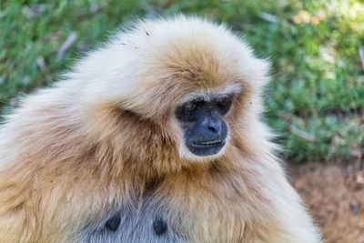 White-handed gibbon 5