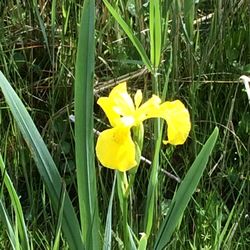 Close-up of yellow crocus blooming on field