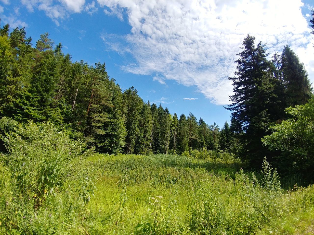 plant, tree, sky, land, nature, growth, environment, green color, landscape, beauty in nature, grass, cloud - sky, non-urban scene, day, no people, tranquil scene, tranquility, scenics - nature, forest, outdoors, pine tree, coniferous tree