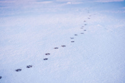 High angle view of footprints on snow covered land