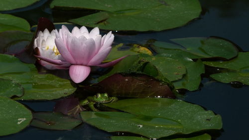 High angle view of lotus water lily in pond