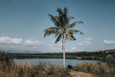 Palm tree against sky