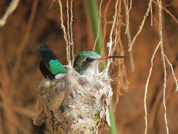 Close-up of bird perching on plant