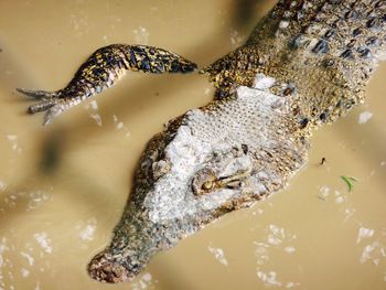 High angle view of a crocodile in water