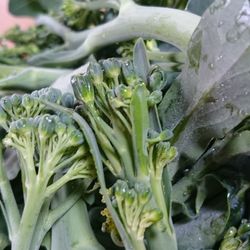 Close-up of fresh green leaves