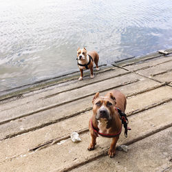 High angle view of dog standing in lake