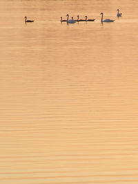 High angle view of birds on lake